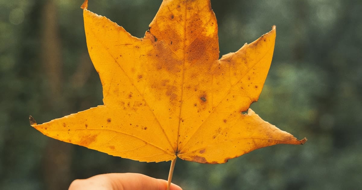 Windsor Castle kongelig slot