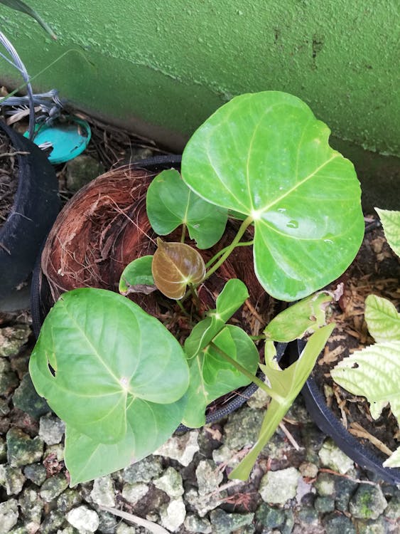 London cykel Santander udlejning