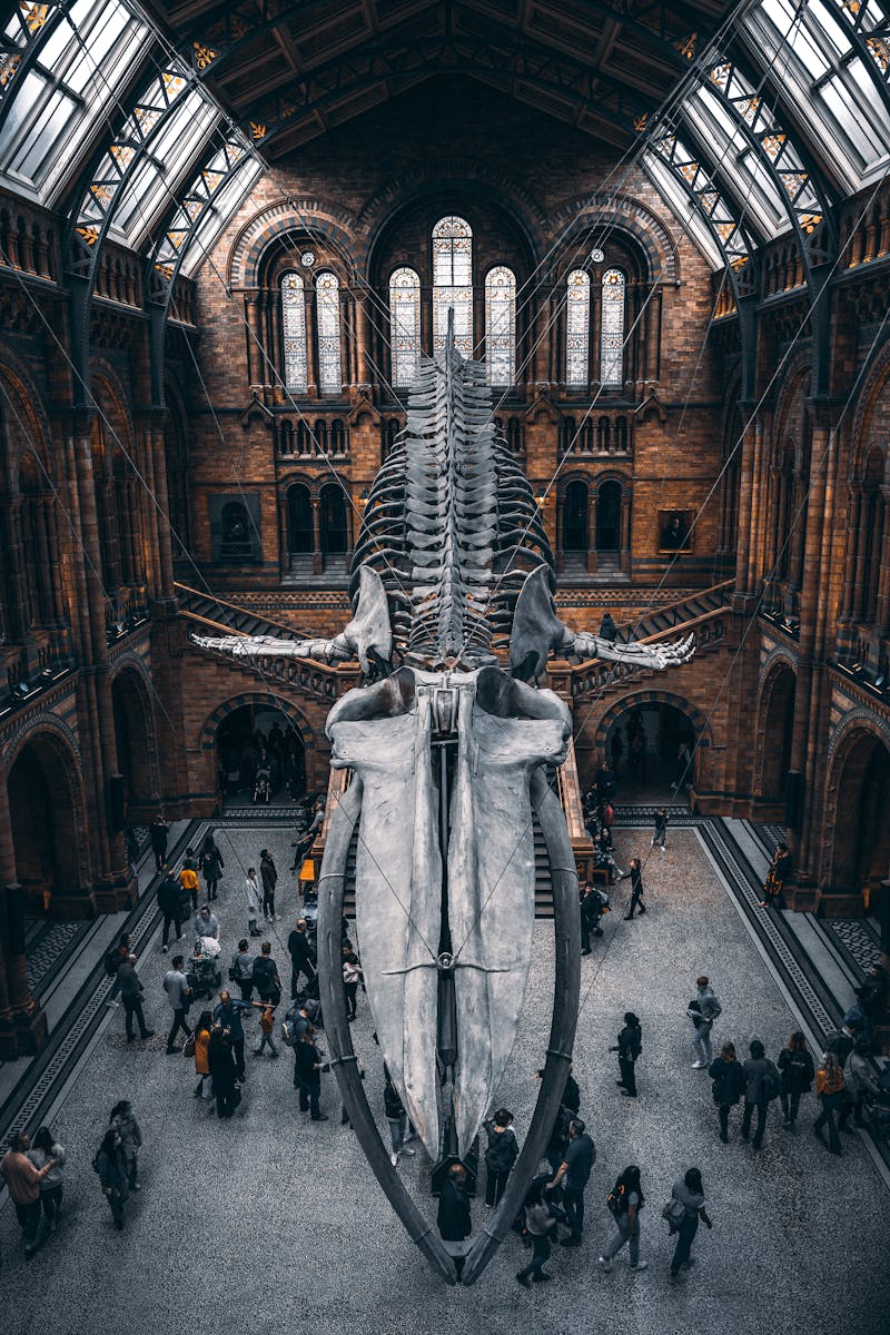 Blåhvalskelet på Natural History Museum London